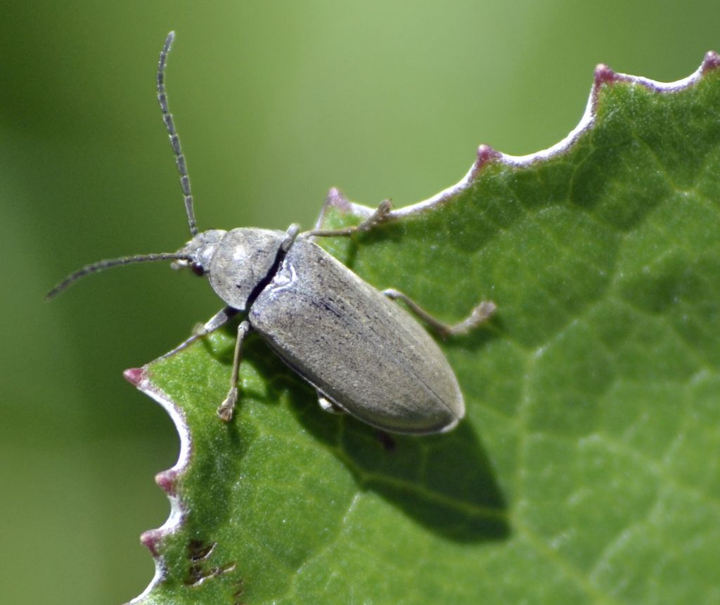 Dascillus sp., Dascillidae